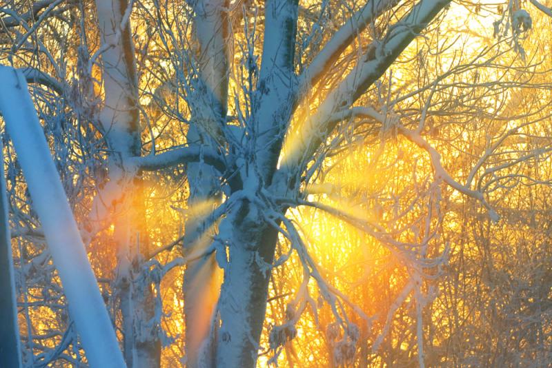Backlight