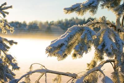 White winter