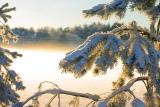 White winter