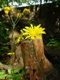 DSC00031.jpg