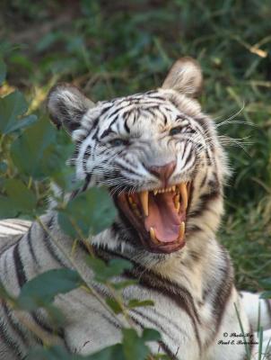 Tiger Teeth copy.tif