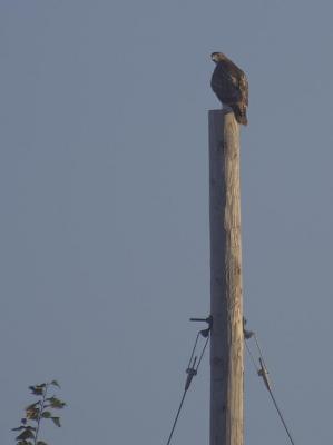 Hawk on a Pole