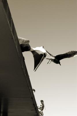 Pelican Brief 2
