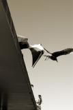 Pelican Brief 2
