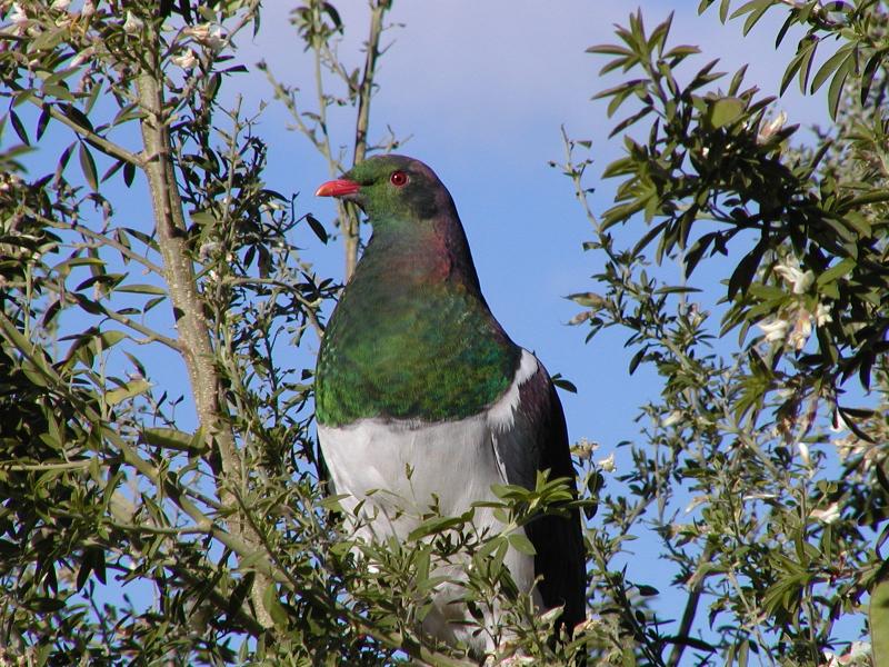 Kereru or Wood Pigeon