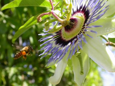 Bee having a look at a passion flower