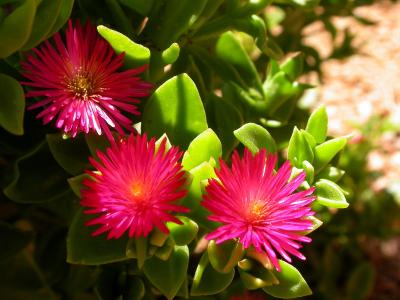 Ice plant on a hot Texas day!