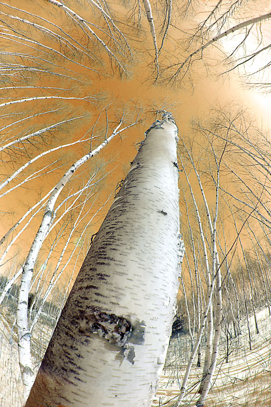 Peleng Fisheye Birches