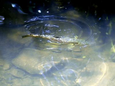 u48/philinnz/medium/36953080.DSC_4827a_filtered800trout2.jpg