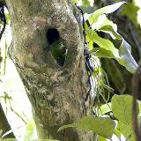 Rifleman  - NZs smallest bird