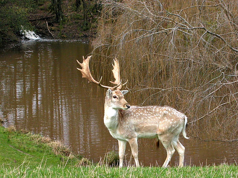24 June 04 - Another shot of the stag
