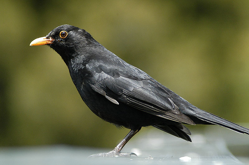 Just a blackbird at the cafe