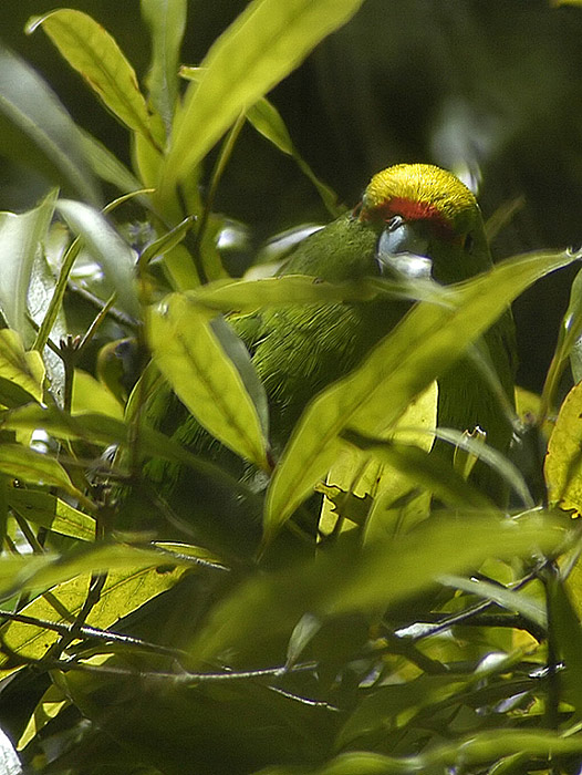 Kakariki - master of disguise