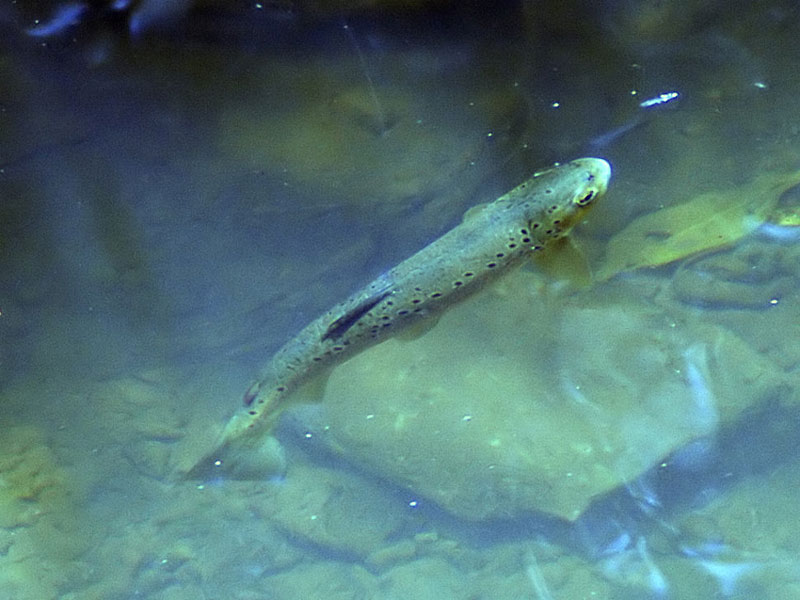 Brown trout rising for morsel