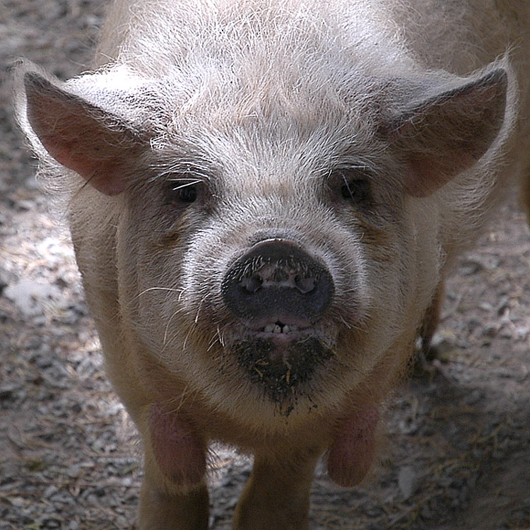 21 Feb 05 - Pig Face