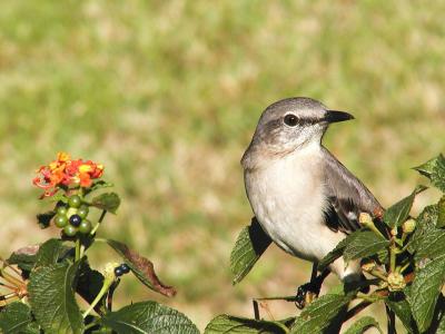 Mockingbird in Lantana