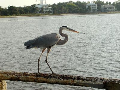 Blue Heron on rail of bridge
