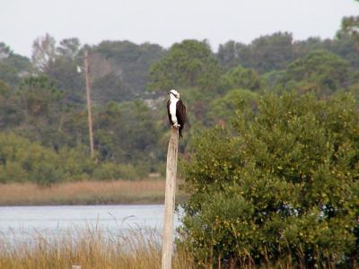 Osprey