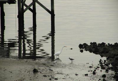 Waterbirds