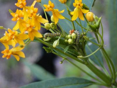 Monarch Caterpillars on Milkweed