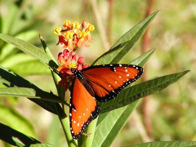 Queen on Lantana