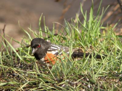 Spotted Towhee 0304-1j  Nile