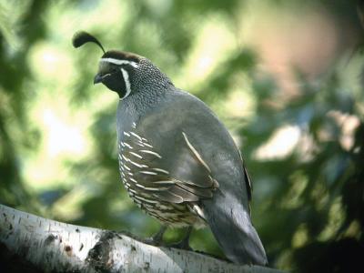 California Quail 0704-3j  Yard