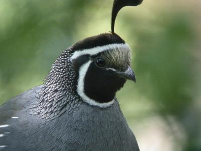California Quail 0704-4j Yard