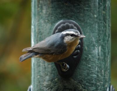 Red Breasted Nuthatch 1004-1j  Yard