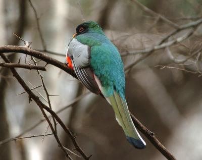 Elegant Trogon 0205-4j Sonoita Creek, AZ