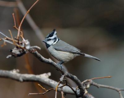 Bridled Titmouse  0205-1j  Madera Canyon, AZ