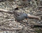 White Crowned Sparrow 1204-1j  Popoff Trail