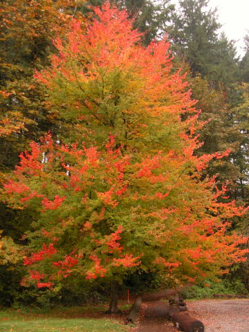 FallColors.JPG
