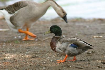 mallard_goose.jpg