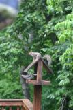 Squirrel_Bird.jpg