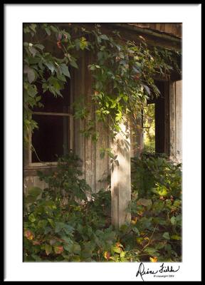 Boston Ivy Overtaking