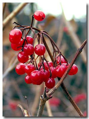 Fruits d'automne