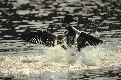 PLONGEON HUARD / COMMON LOON