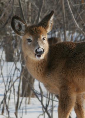 CERF DE VIRGINIE / WHITE TAILED DEER