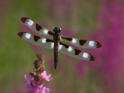 Pierre Joly PHOTOGRAPHE FocusNature