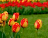 Tulips 2