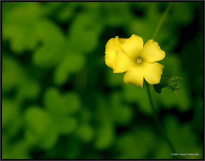 Name this flower ?