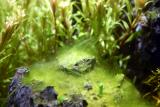 10th day - upcoming algea