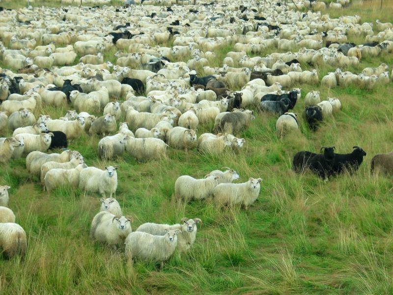 Annual Sheep Roundup