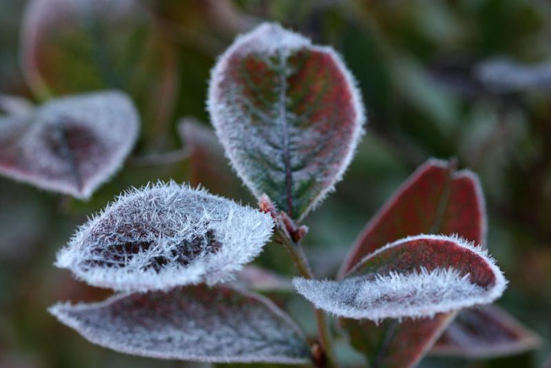Frosted Blueberry Leaves