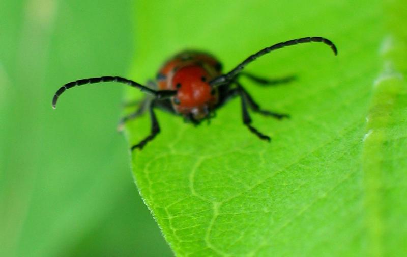 Red Milkweed Beetle Head Shot (100% crop)