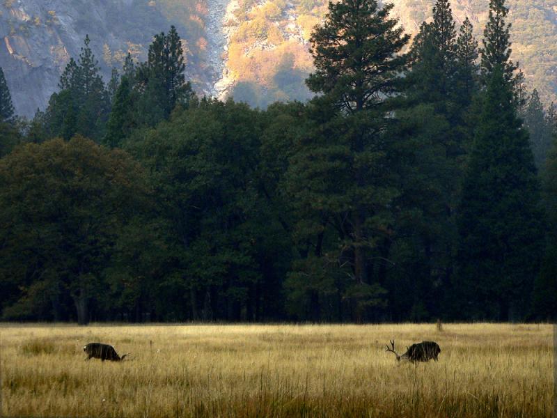 Mule Deer, Stoneman Meadow, Yosemite National Park, California, 2004