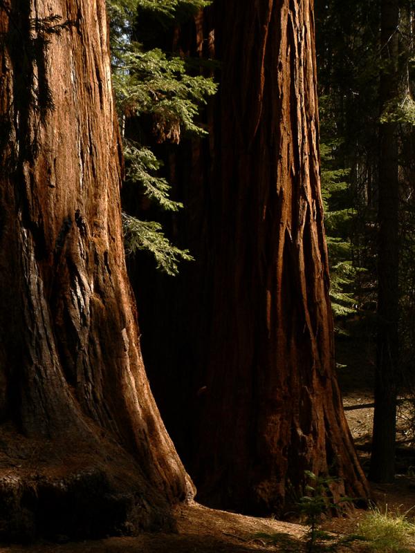 Giant Sequoias, Mariposa Grove, Yosemite National Park, California, 2004