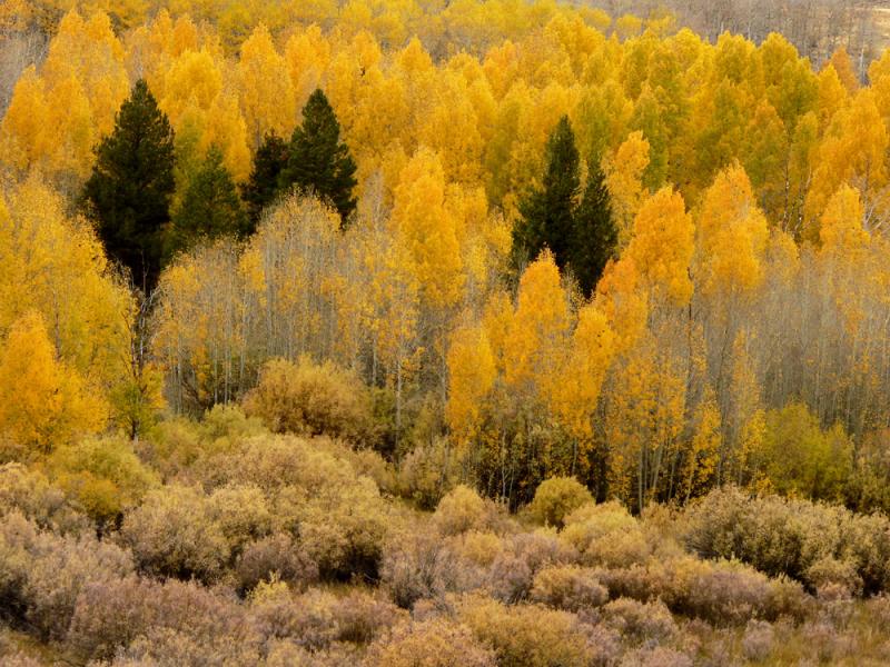 Fall Colors, near Conway Summit, California, 2004