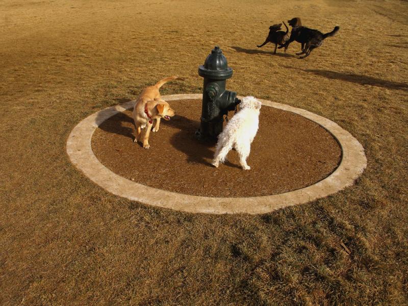 Dog Day, Denver, Colorado, 2004